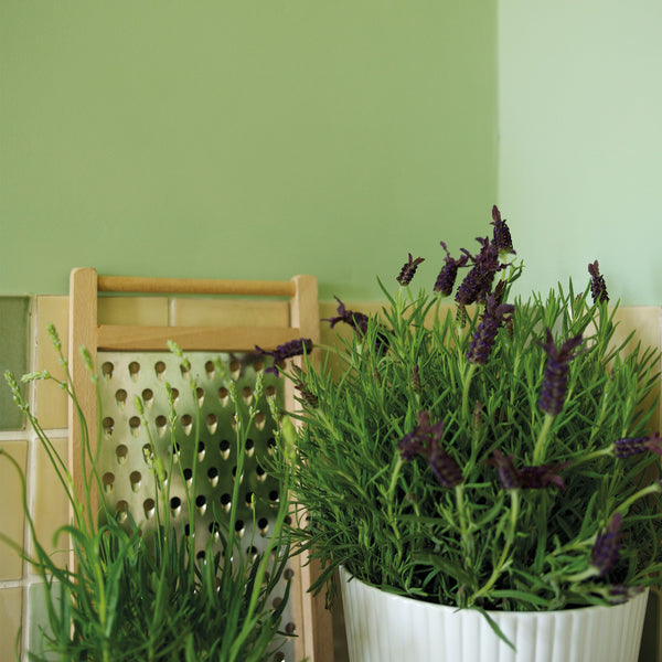 Pea Green (No. 91) - Ambiente Decorado