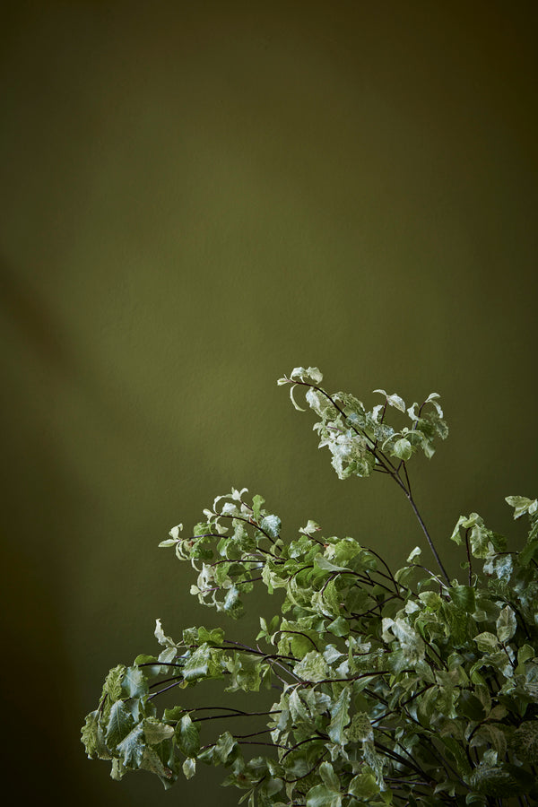 Little Greene Citrine No. 71